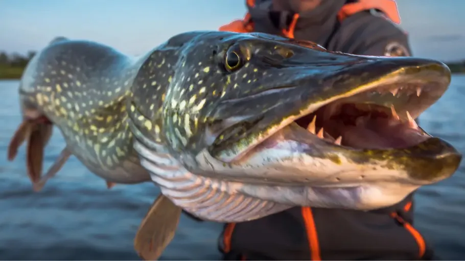 Holtmühle (Wegberg) angeln