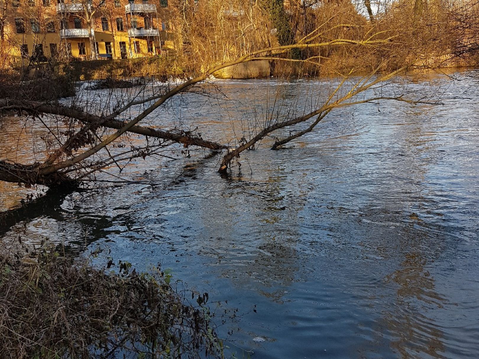 Weiße Elster (Schkeuditz) angeln