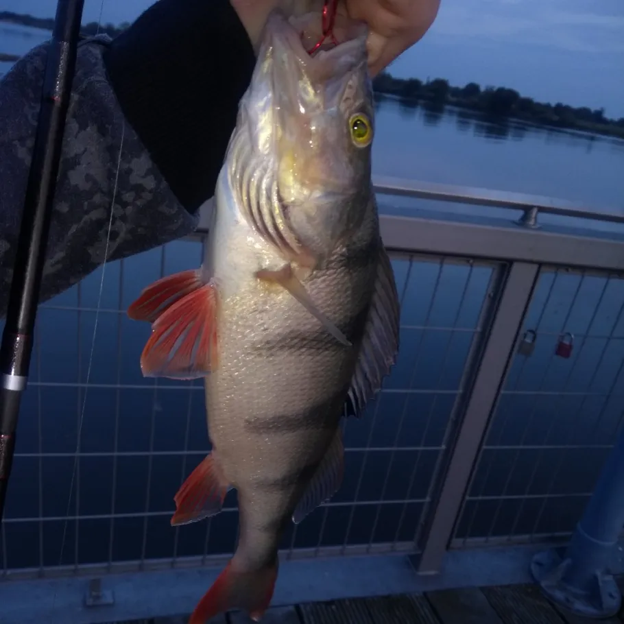 Elbe (Geesthacht) angeln