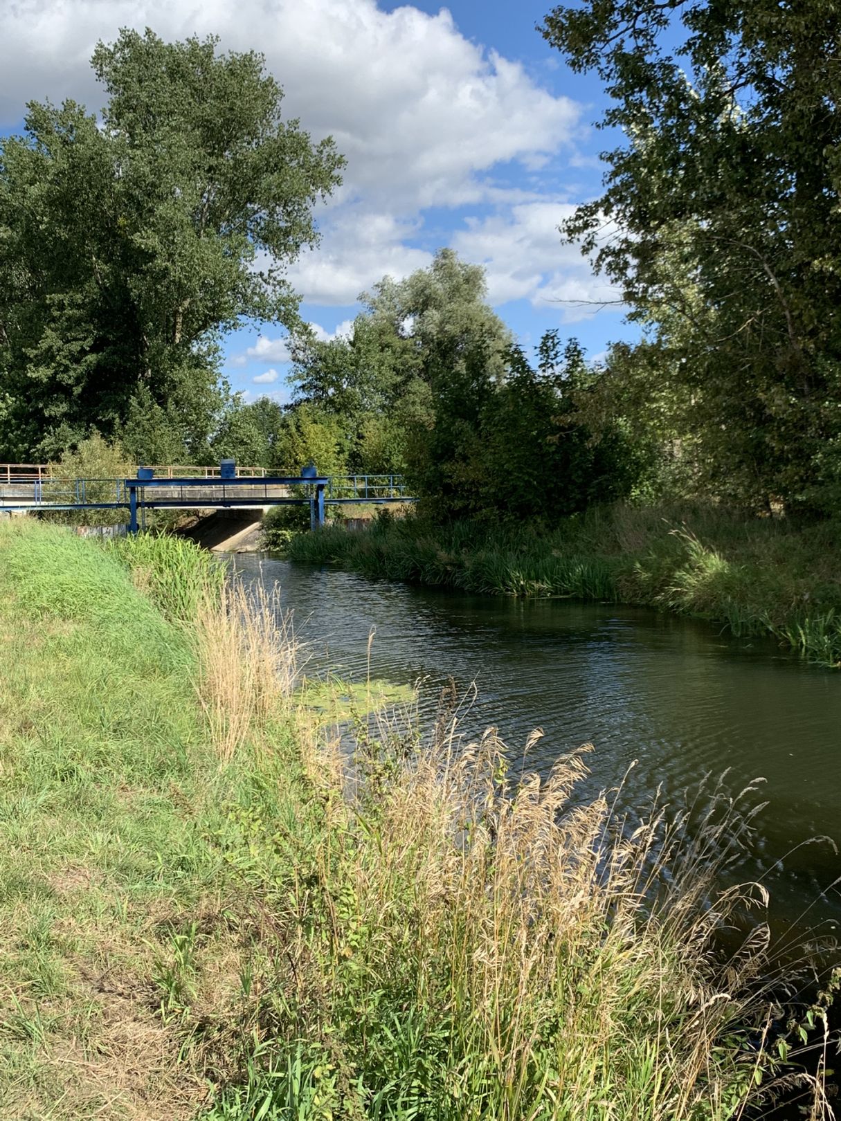Aller (Weferlingen) angeln