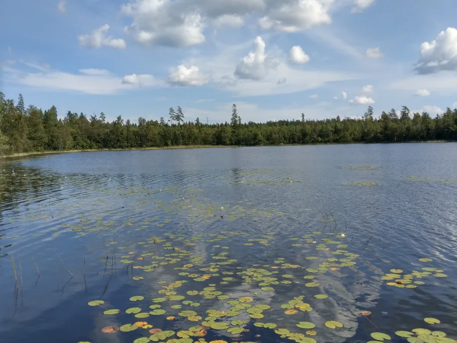 Sävsjön (Tingsryd) angeln