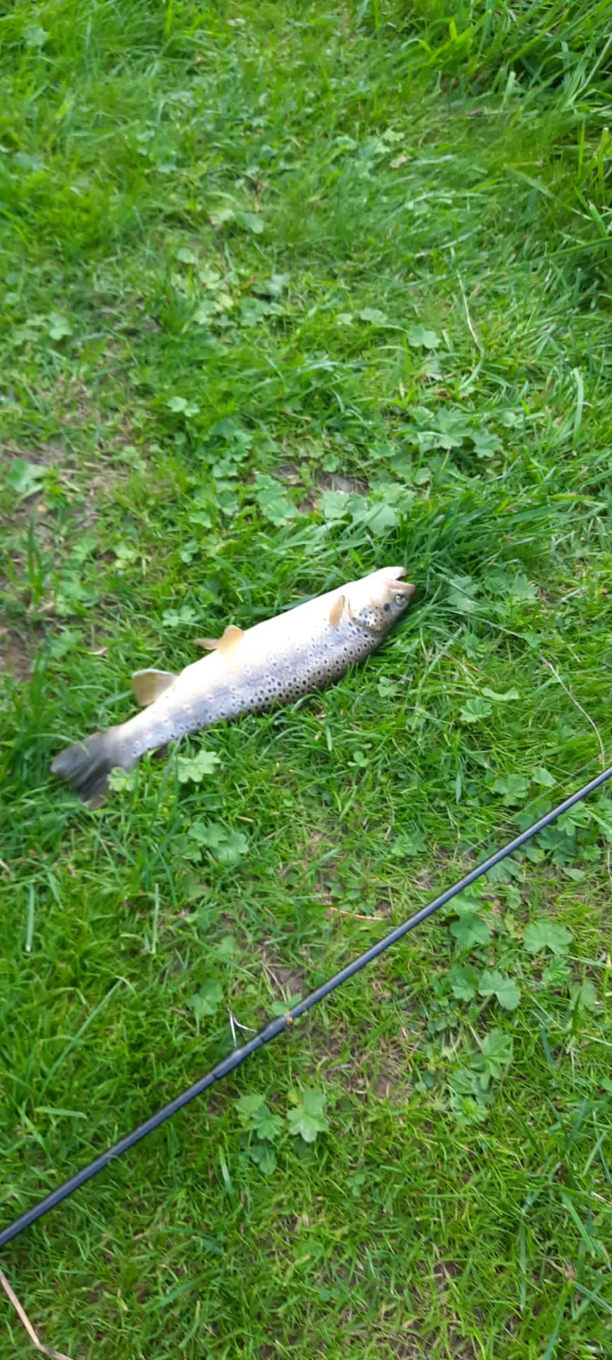 Schwarza (Katzhütte) angeln