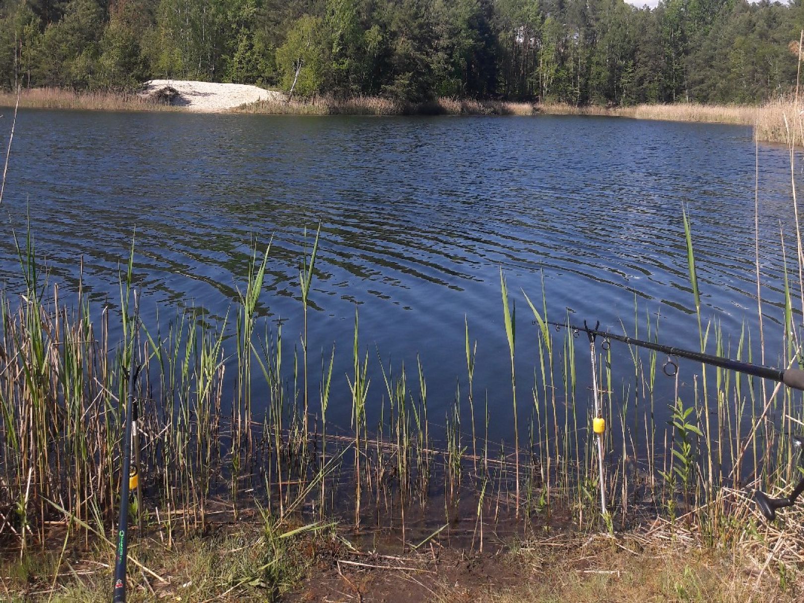 Waldsee Groß Düben angeln