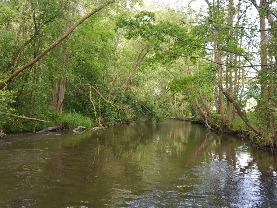 Weißer Main (Himmelkron) angeln