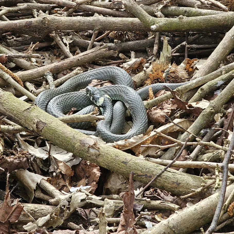 Kiessee Meinbrexen angeln