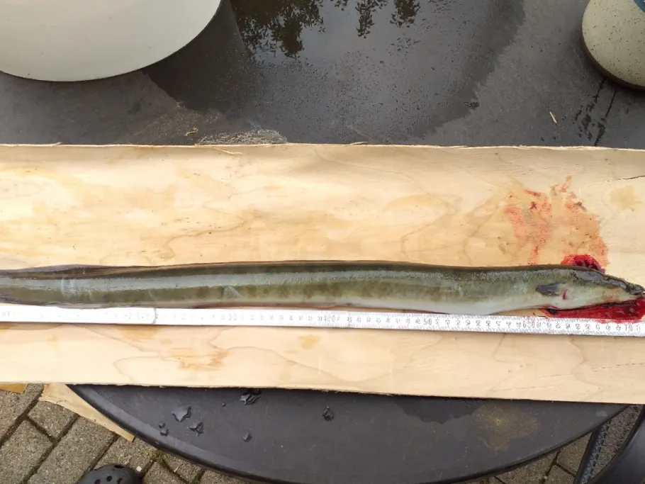 Efze (Homberg) angeln