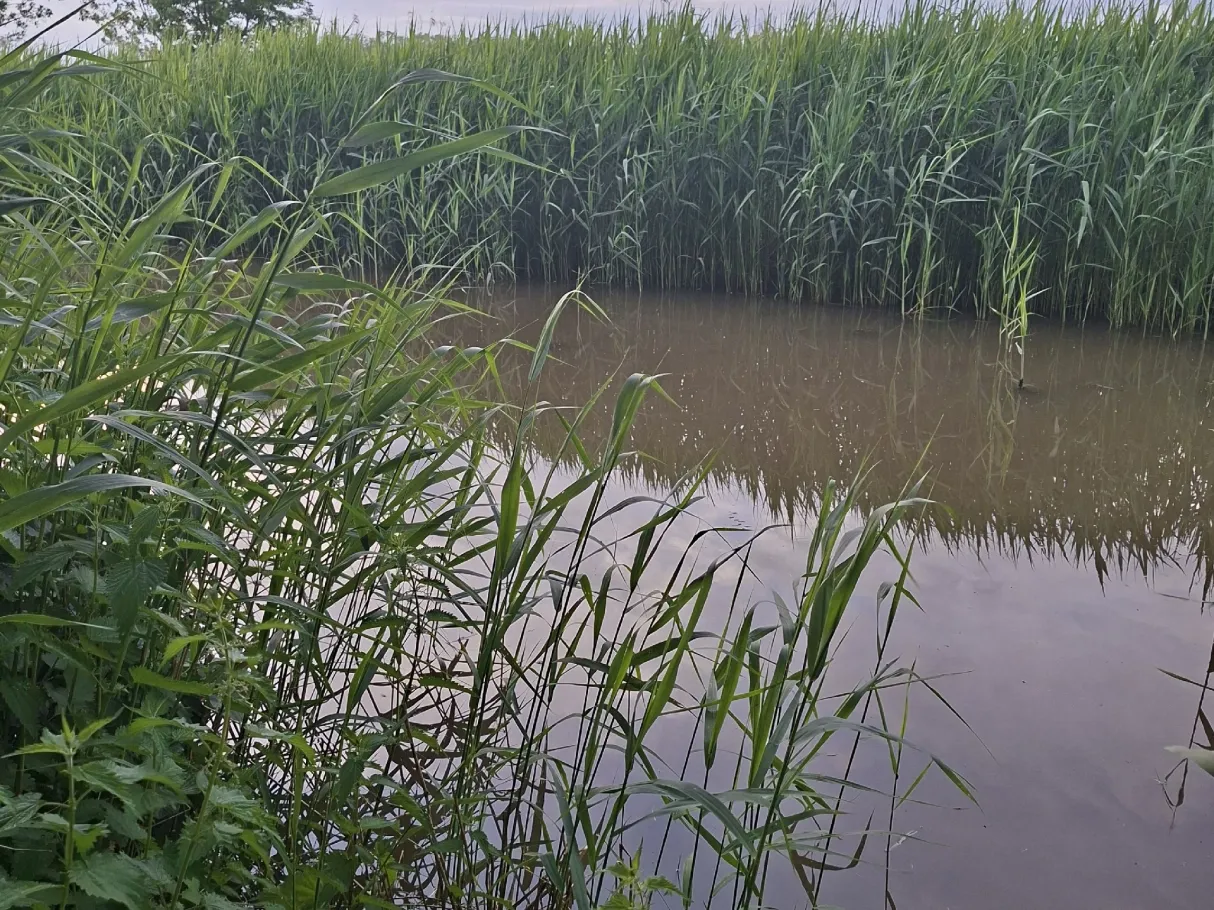 Braakstrom (Altenbruch) angeln