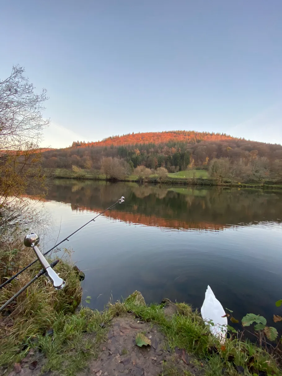 Neckar (Neckarsteinach) angeln