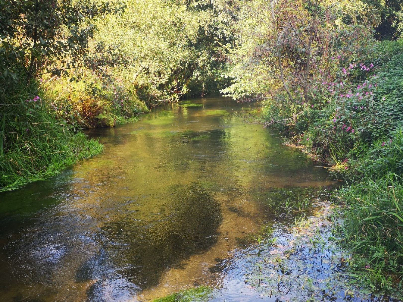 Visbeker Aue (Wildeshausen) angeln