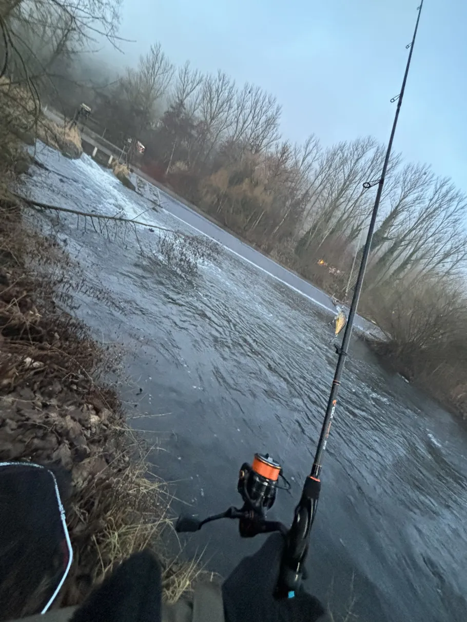 Enz (Enzberg) angeln