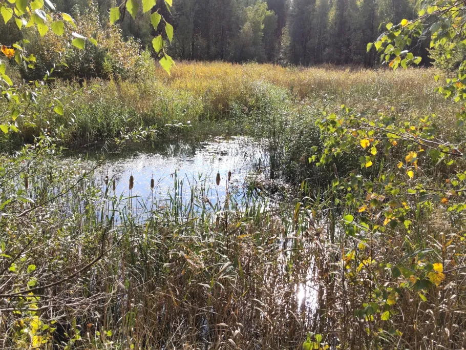 Schwagers Fenn angeln