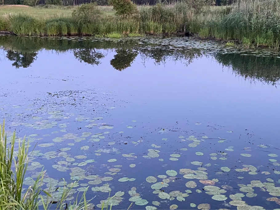 Spree (Alt Schadow) angeln