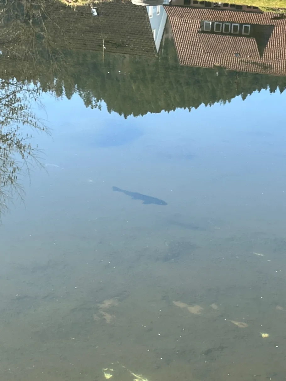 Kinzig (Schenkenzell) angeln