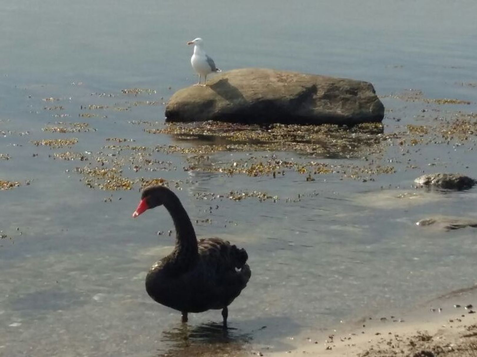 Ostsee (Fehmarn-Strukkamp) angeln