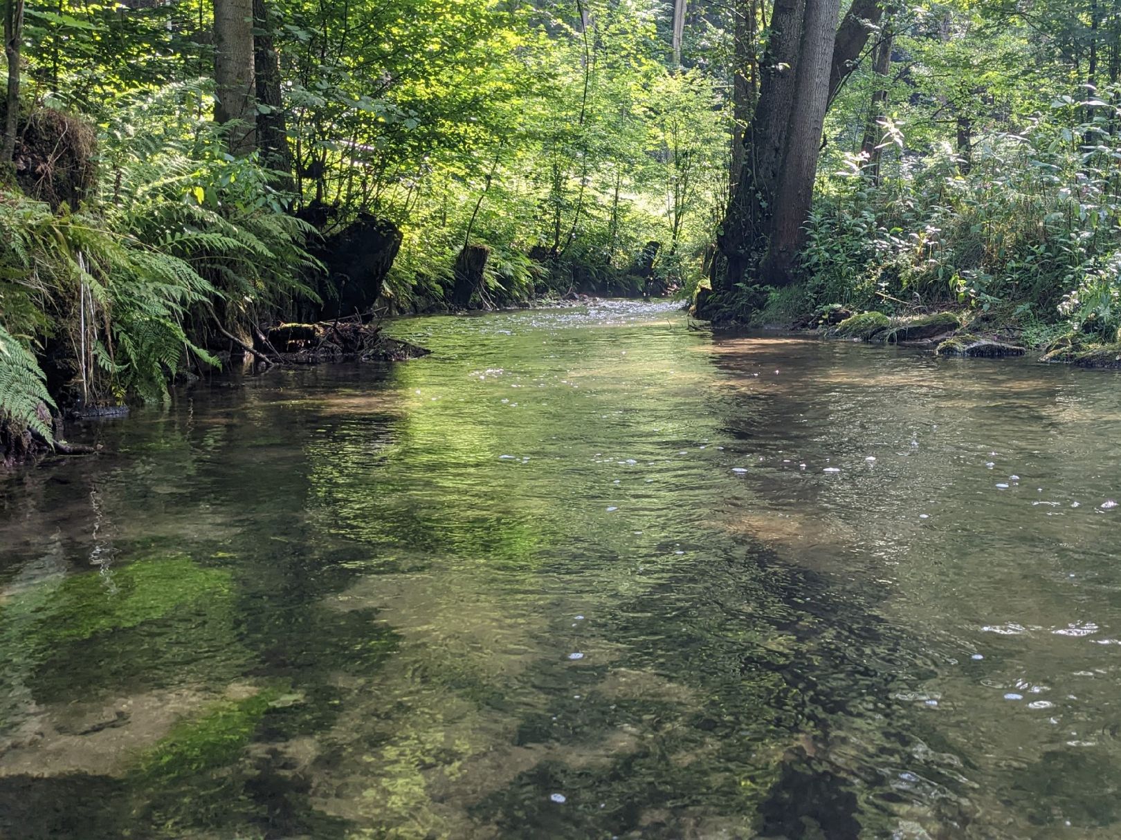 Kirnitzsch angeln