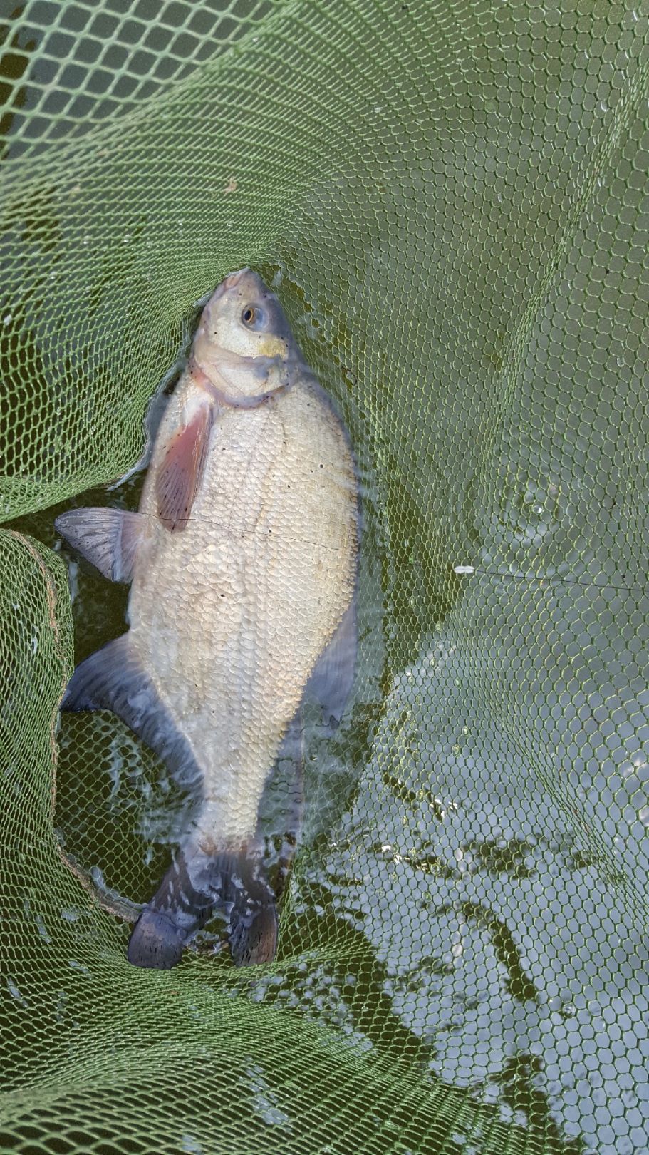 Bistensee angeln