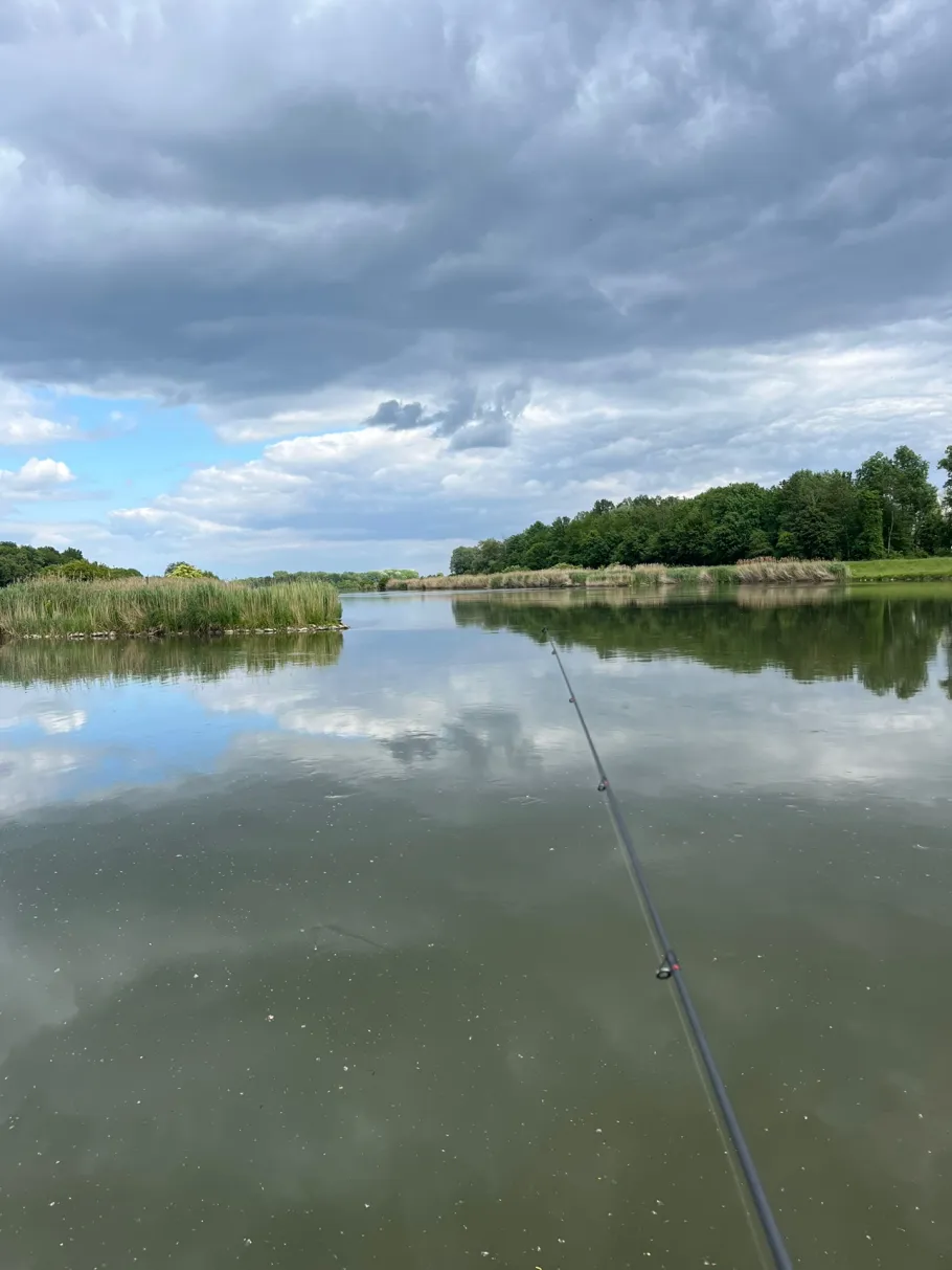Donau (Tapfheim) angeln