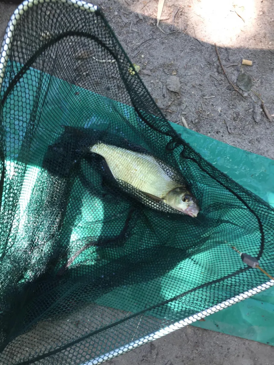 Moorsee (Müritz) angeln