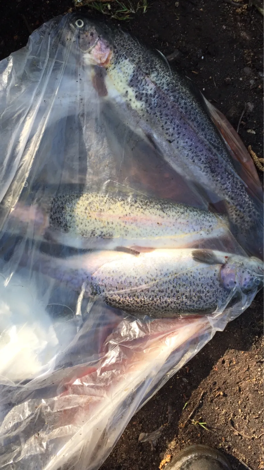 Helga's Forellenteiche angeln