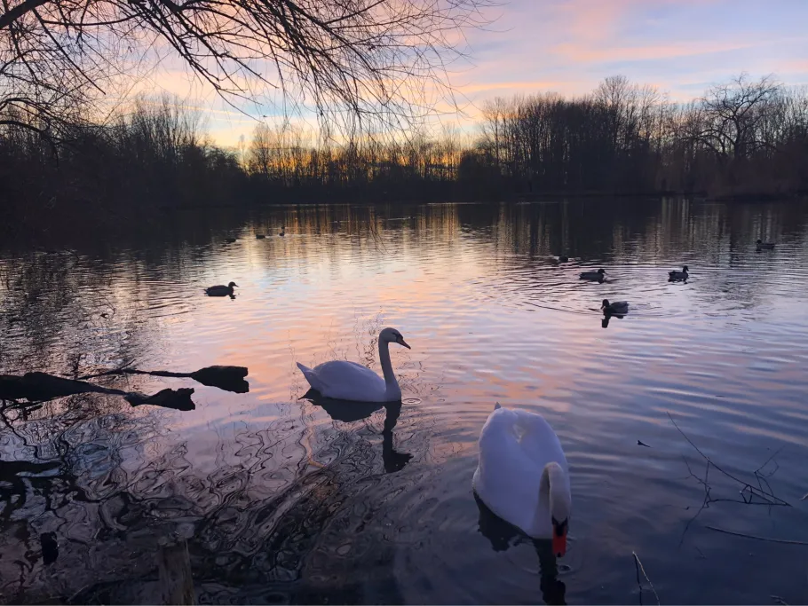 Gondelteich (Sömmerda) angeln
