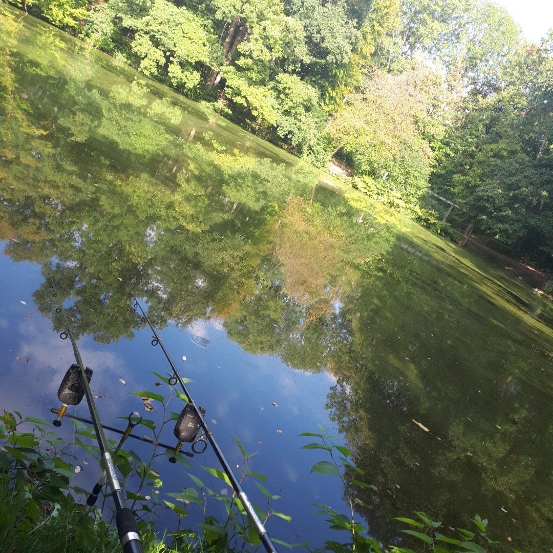 Schwanenweiher (Weingarten) angeln