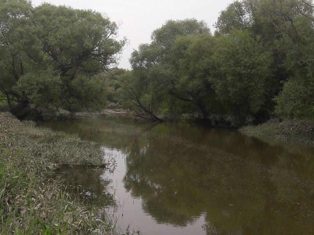 Donau (Irlbach) angeln