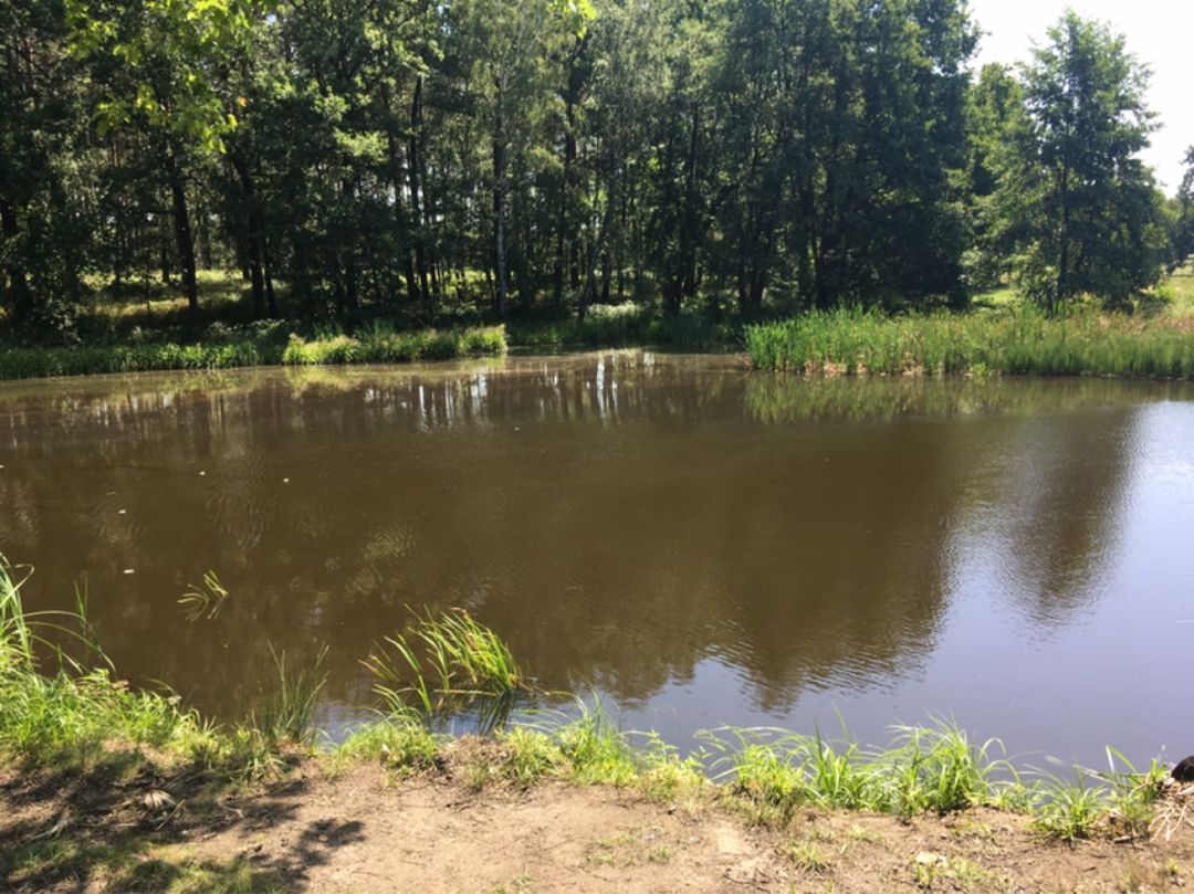 Neuer Teich (Uthausen) angeln