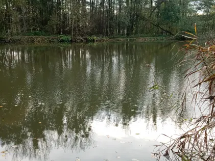 Mischteich (ASV Herrhausen )