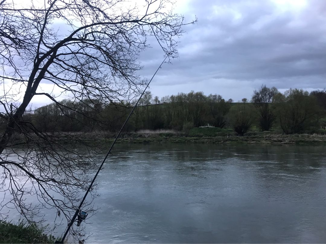 Donau (Marxheim) angeln