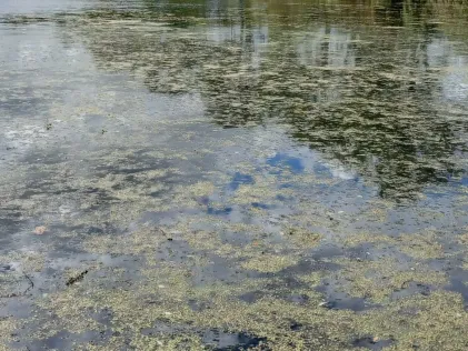 Rohrteichwiese (Altenhausen)