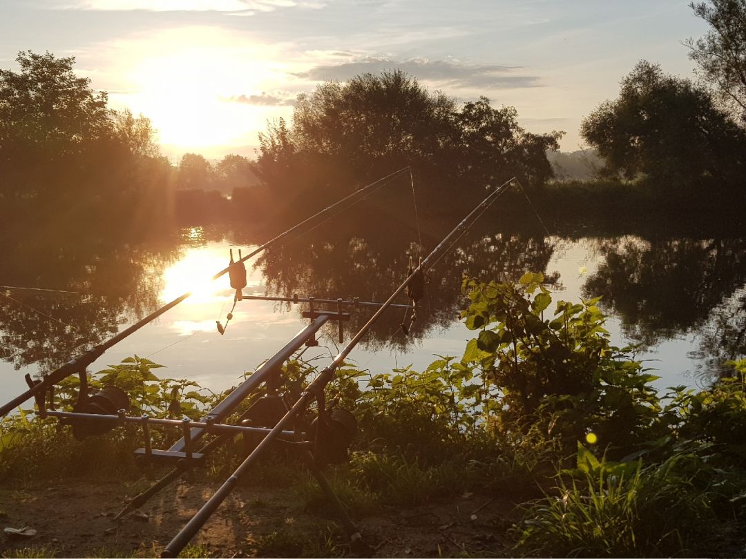 Neckar (Unterensingen) angeln