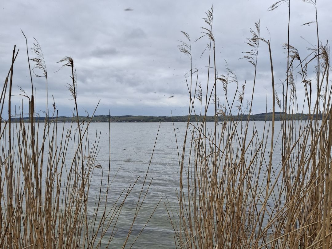 Hagensche Wiek angeln