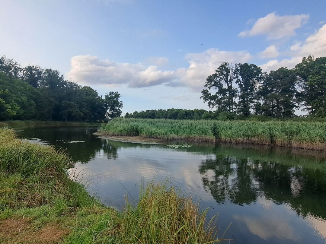 Große Bräge (Wörlitz) angeln