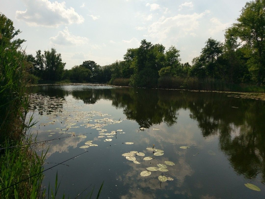 Große Wehle (Niegripp) angeln