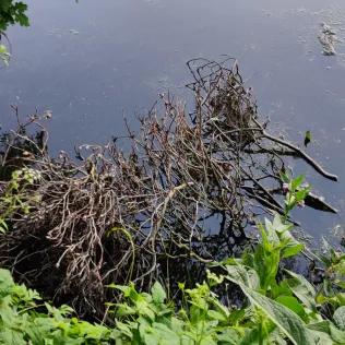 Rückhaltebecken Krohnstieg (Bornbachstausee)
