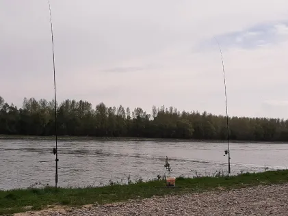 Rhein (Neuburg am Rhein)