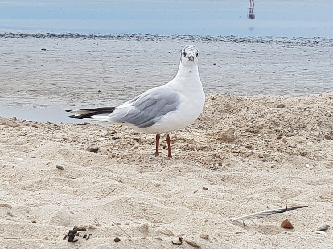 Nordsee (Duhnen) angeln