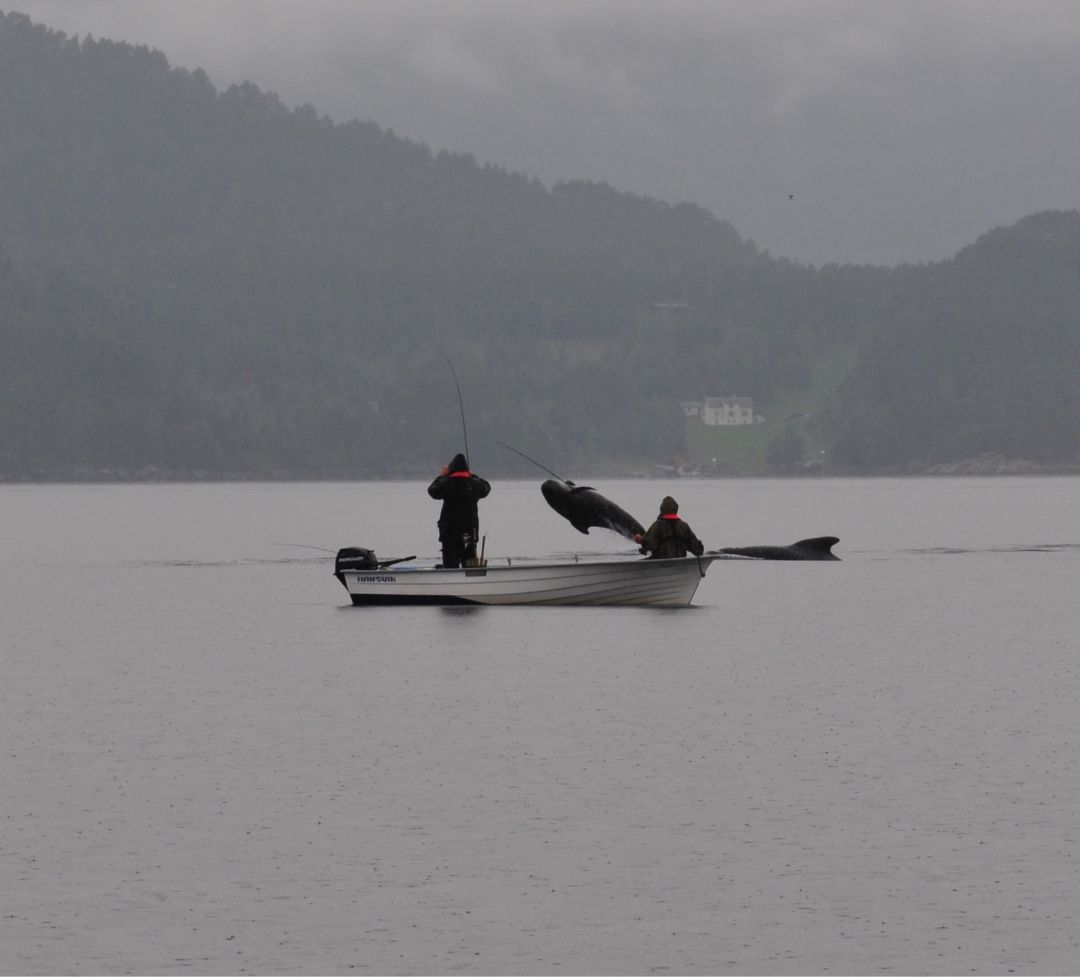 Romsdalfjorden angeln