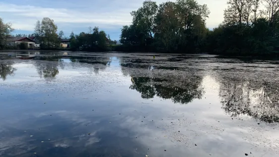 Dießner Weiher (Waal)