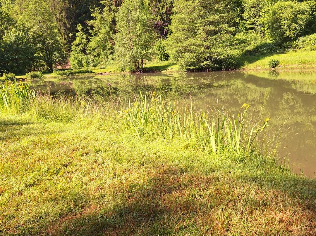 Roßweiher (Baiersbronn) angeln