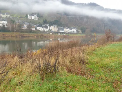 Mosel (Enkirch)