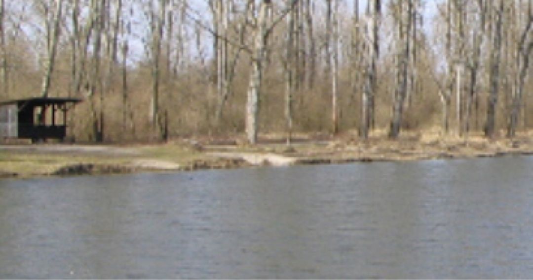 Altrheinsee (Illingen) angeln