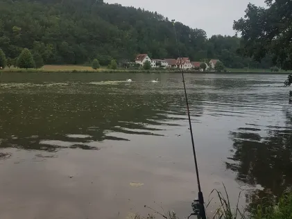 Main (Himmelstadt)