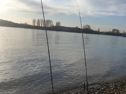 Rhein (Linz am Rhein)