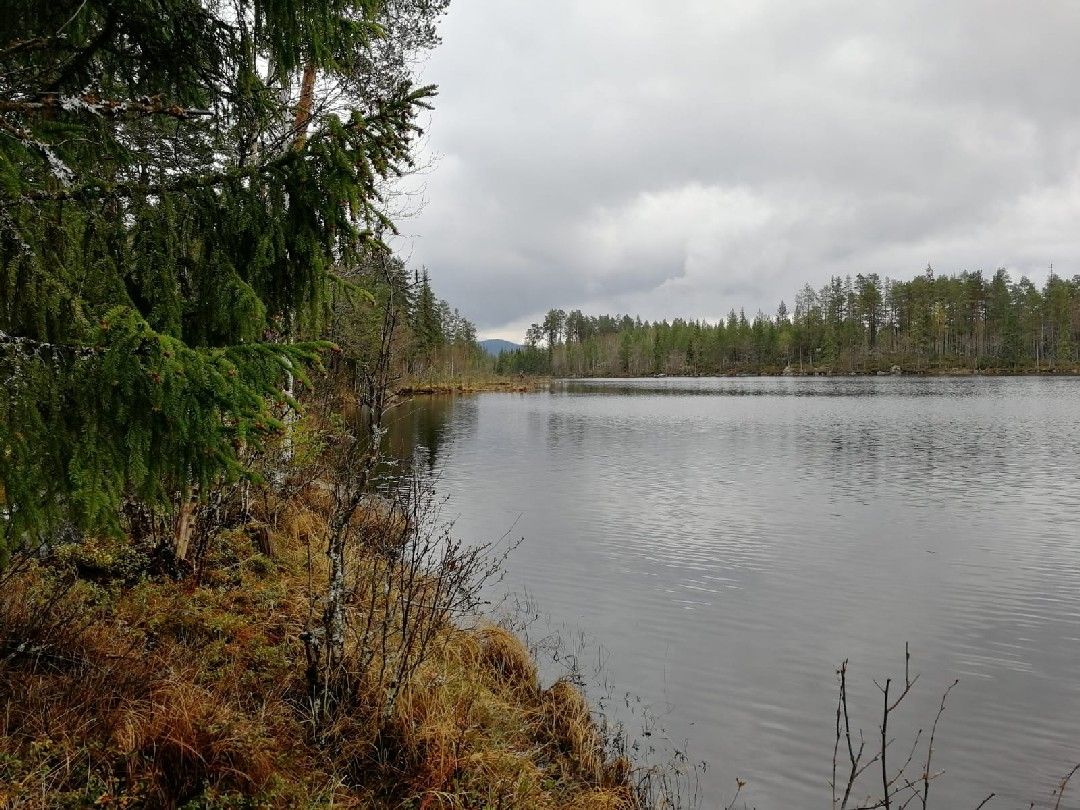 Hjällsjön angeln