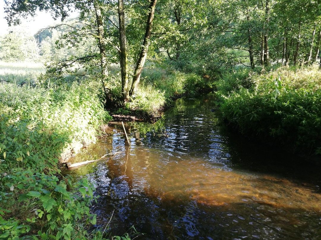 Gieselau (Albersdorf) angeln