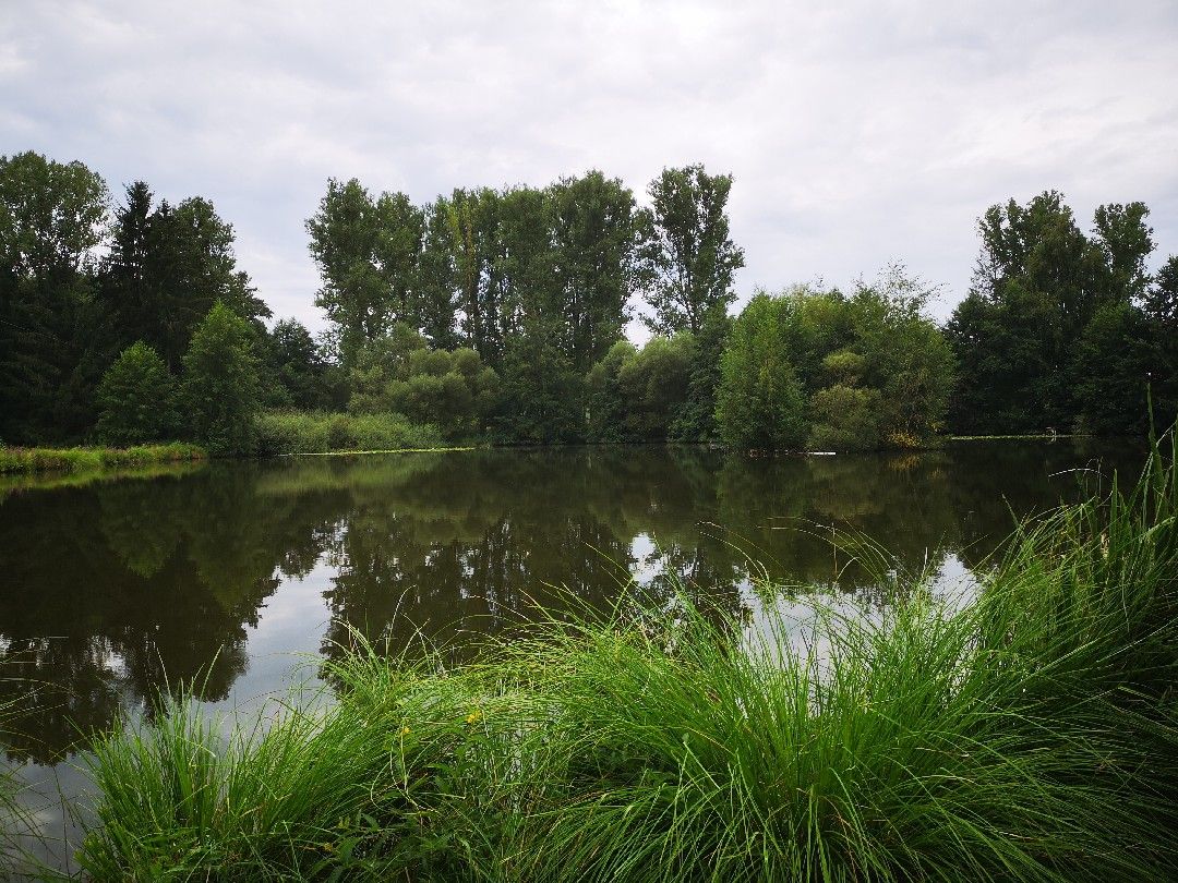 Dorfsee Rehbach angeln