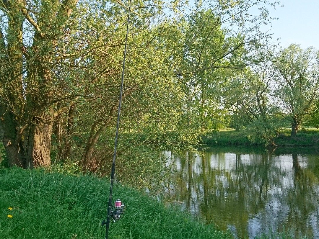 Saale (Schkopau) angeln