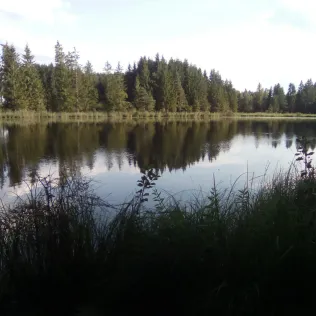 Pöllinger Weiher (Pfeffenhausen)