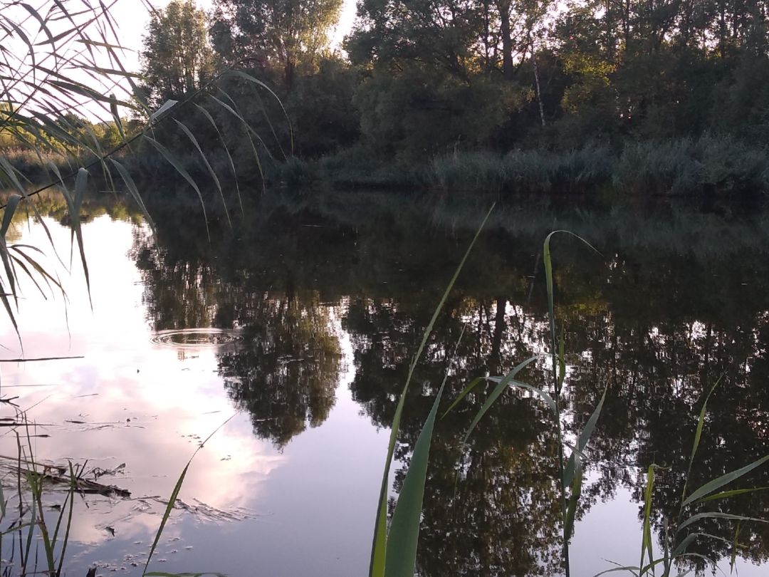 Weiher Beckingen angeln